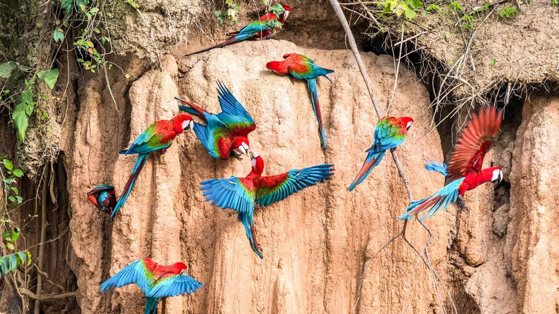 I Manu Nationalpark finder du et af verdens største antal dyre- og plantearter på ét sted, og derfor er nationalparken blevet anerkendt af UNESCO som verdens naturarv