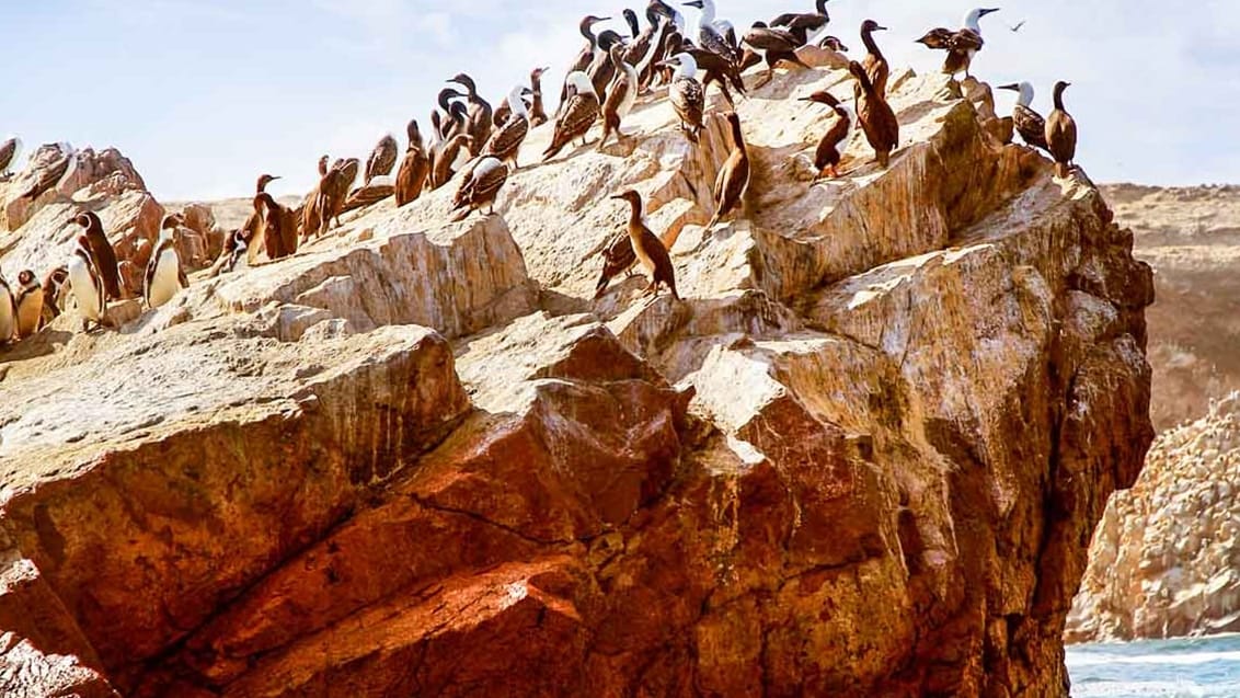 Islas Ballestas er en gruppe små øer med et utroligt dyreliv, der tæller søløvekolonier, pingviner og tusindvis af havfugle