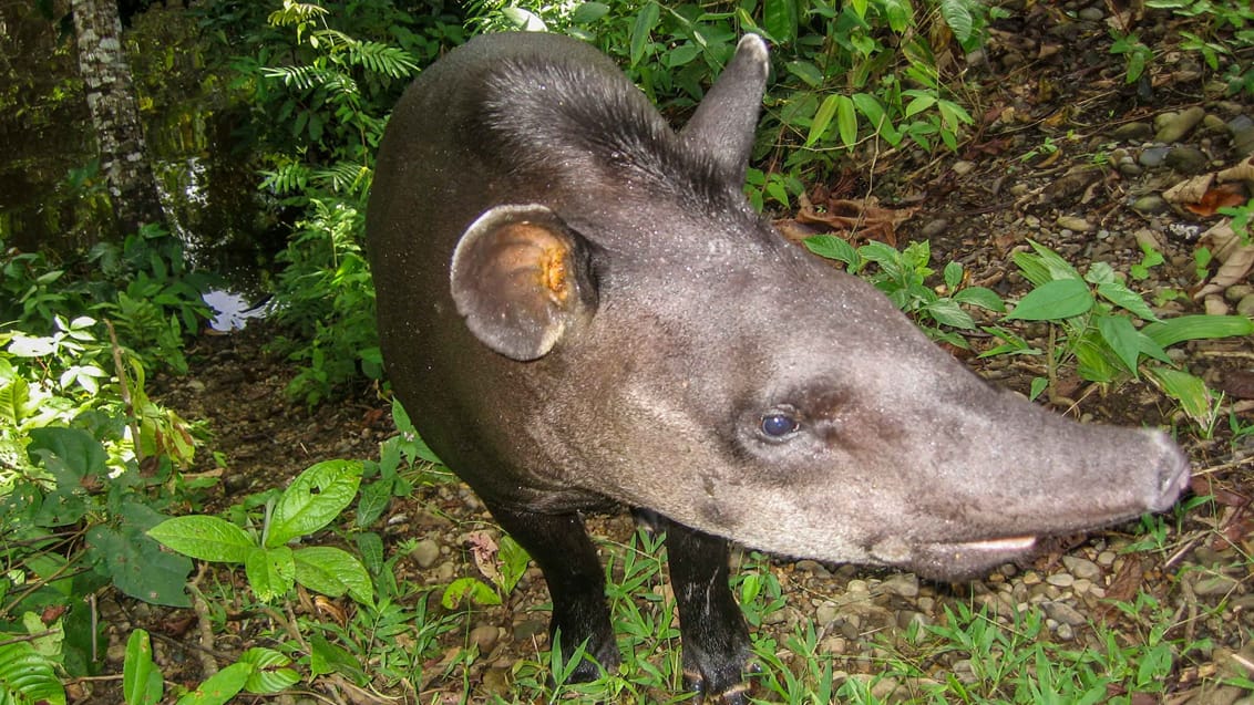 Tapiren kan kendes ved et meget karakteristisk udseende med en plump krop, der er bredere bagtil end foran, korte ben og en kort hale