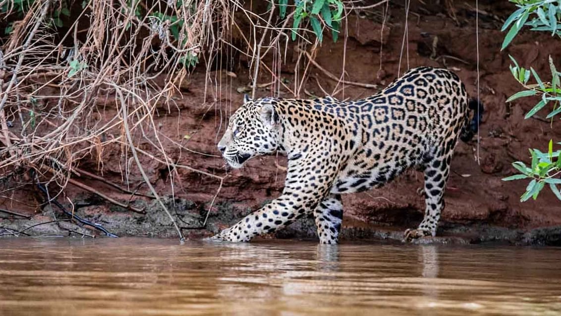 Jaguaren minder om leoparden, men er større og kraftigere. Den er kendt for den gule pels med sorte pletter. Det store kattedyr kan blive mellem 1-1,80 meter lang, 70 cm høj og veje op til 150 kg