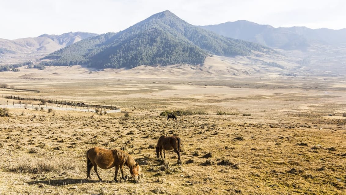 Store vidder ved Phobjika Valley i Bhutan