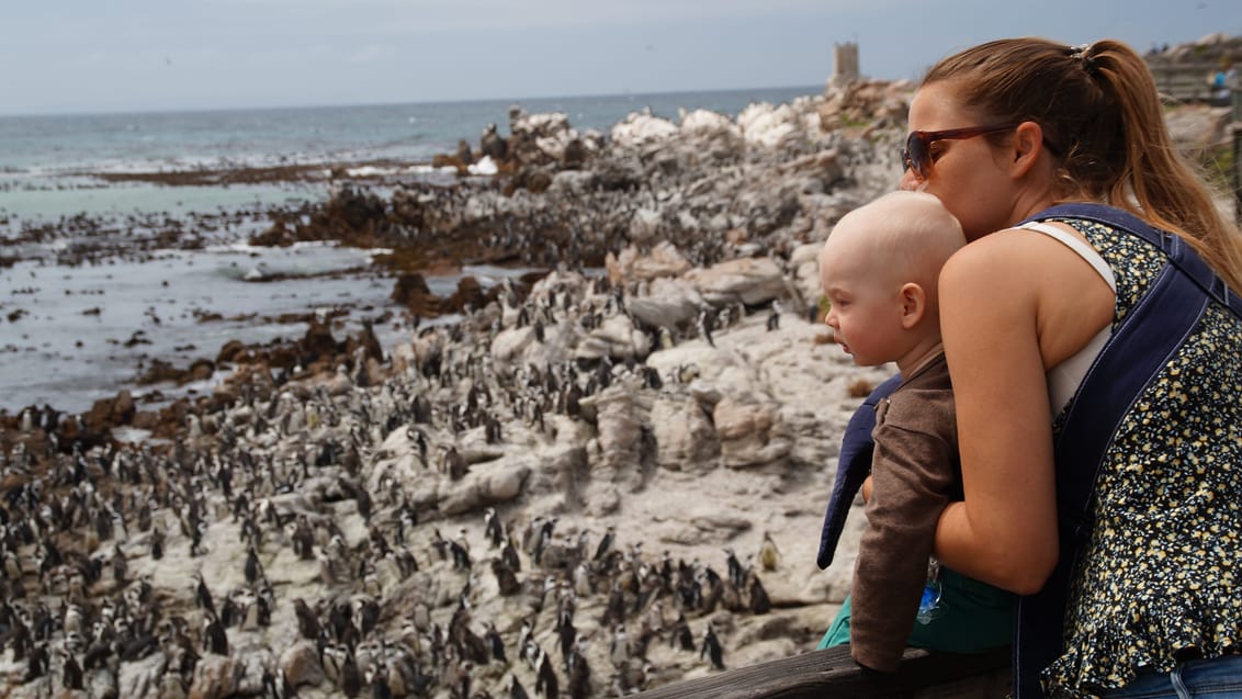 Oplev pingviner sammen med familien flere steder på sydkysten i Sydafrika
