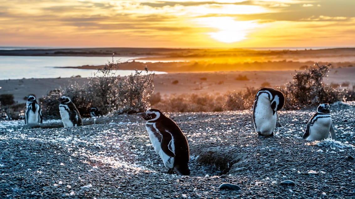 Oplev det unikke dyreliv på Peninsula Valdés