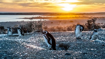 Oplev det unikke dyreliv på Peninsula Valdés