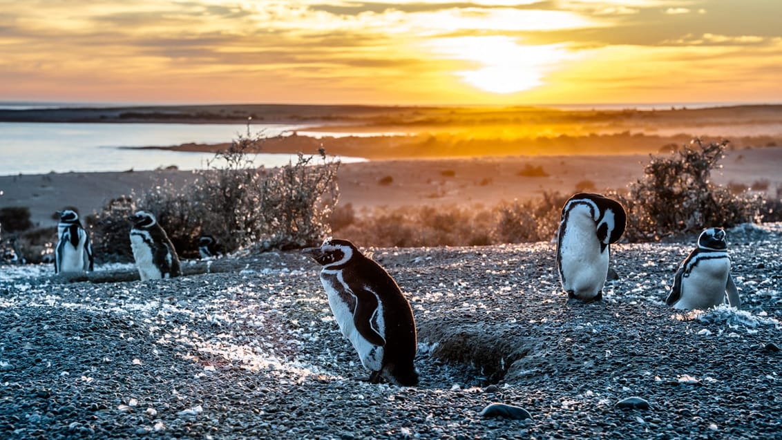 Oplev det unikke dyreliv på Peninsula Valdés