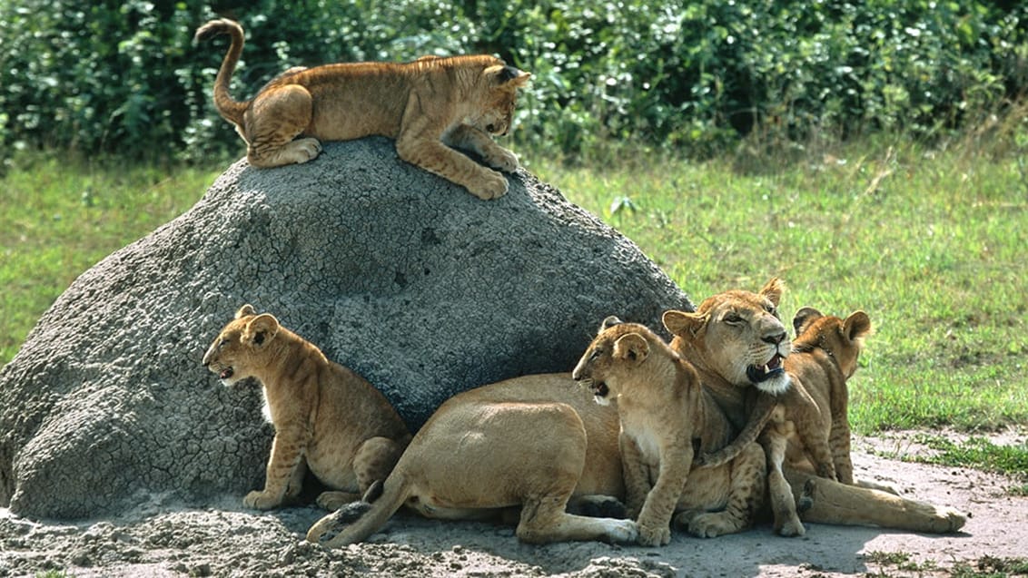 Queen Elizabeth Nationalpark