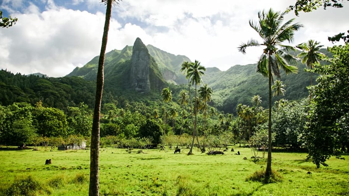 Raiatea har et utal af smukke bjerge, der er tilgroet af jungle. Blandt disse er det hellige bjerg Mt. Temehani