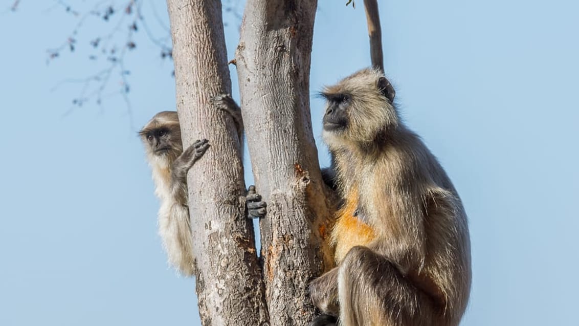 Oplev den dyrerige park Ranthambhore