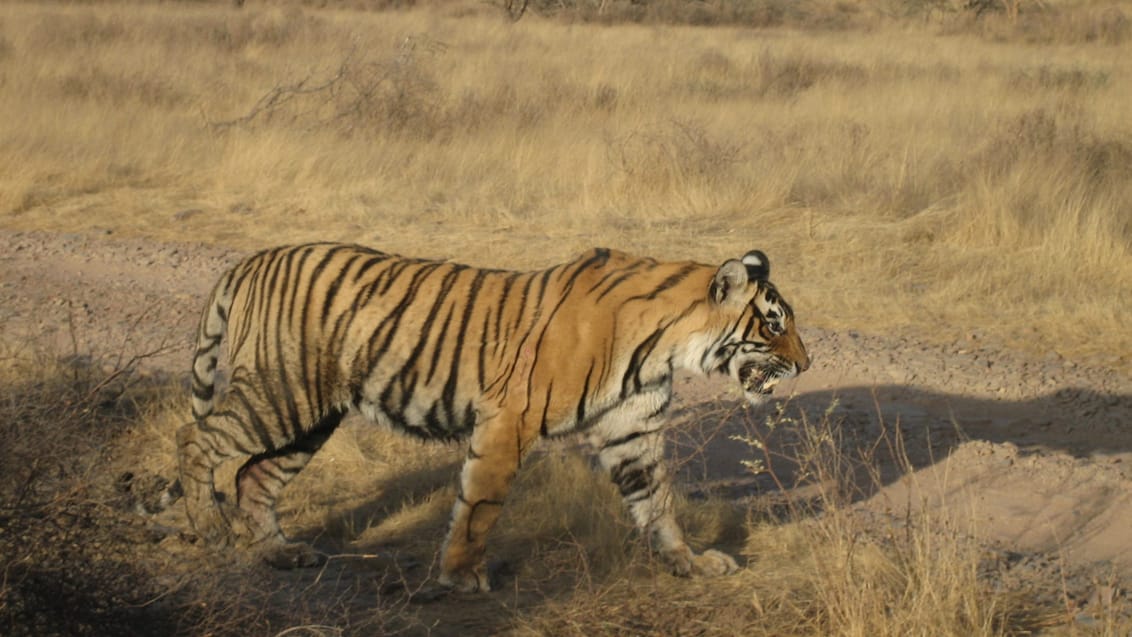 Ranthambhore Tigerpark, Indien.