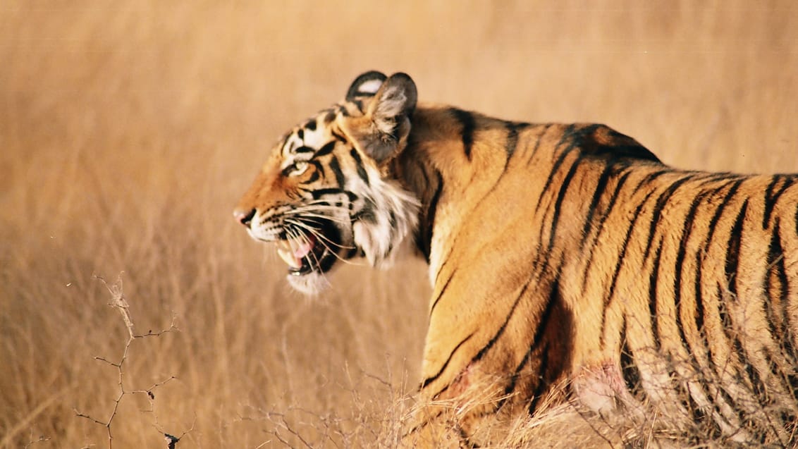 Ranthambhore Tigerpark, Indien.