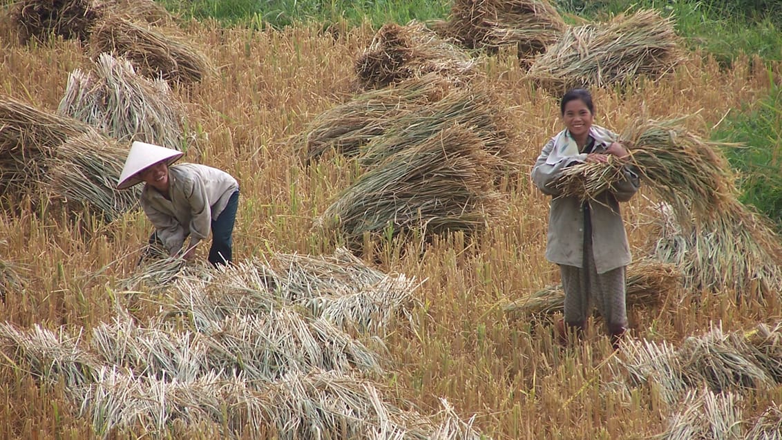Kvinder, høst, Vietnam