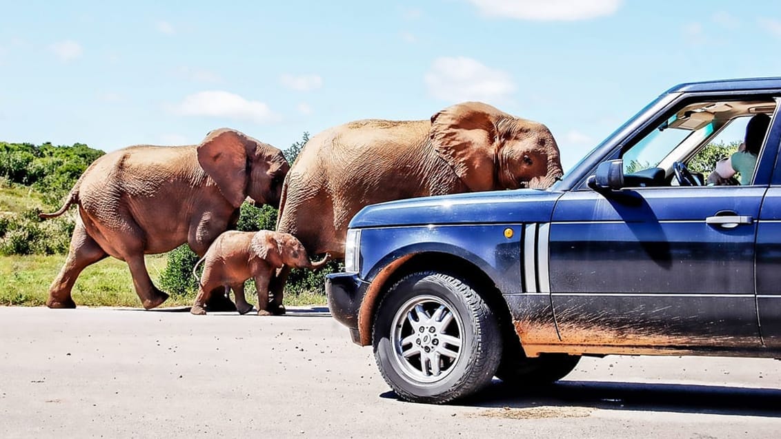 Roadtrip i Sydafrika - her i Kruger Nationalpark