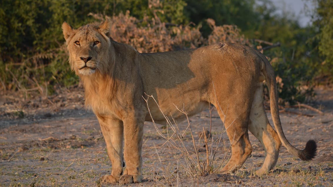 Safari, Botswana