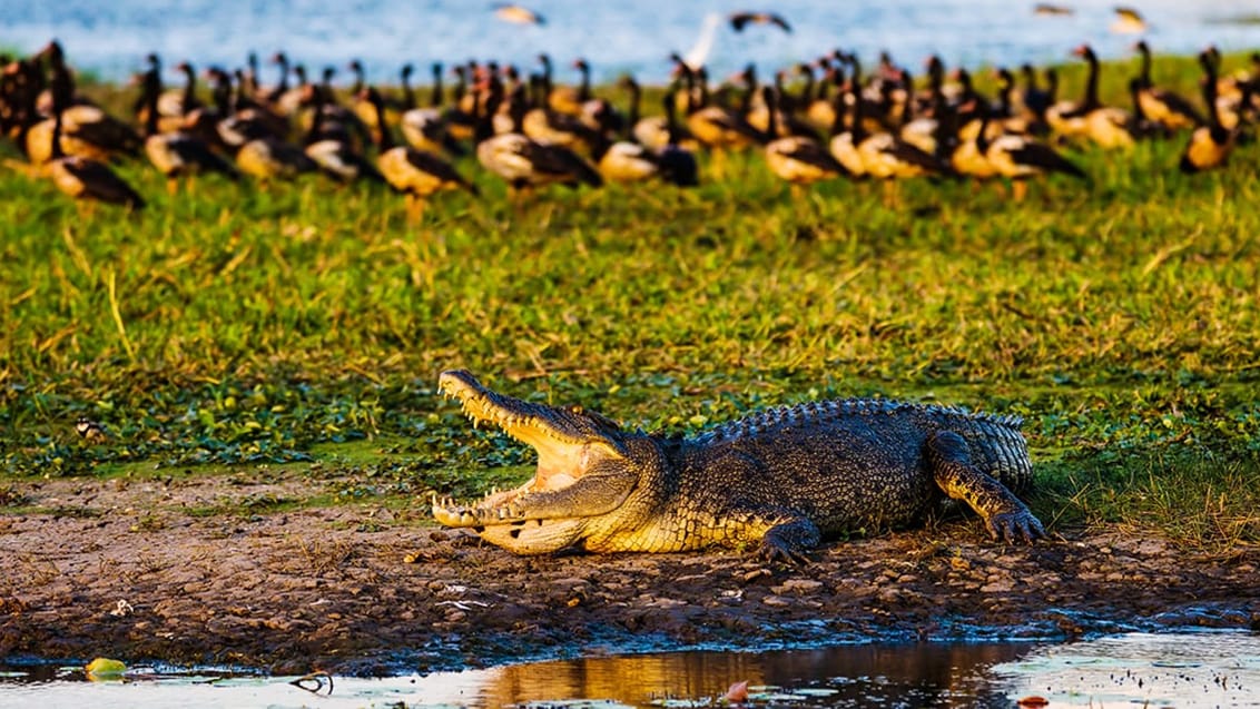 Saltvandskrokodille, Kakadu