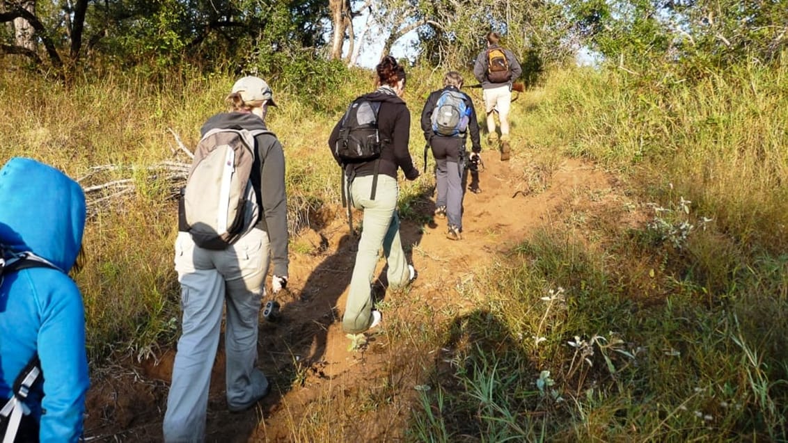På bushwalk for at følge og spore vilde dyr i Limpopo i det nordlige Sydafrika