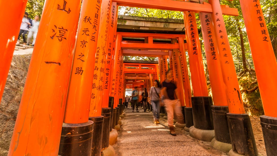 De smukke Shinto porte i Kyoto