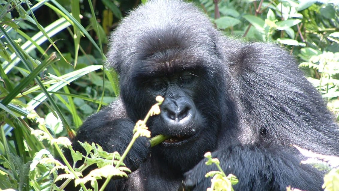 Silverback Gorilla i Bwindi Nationalpark