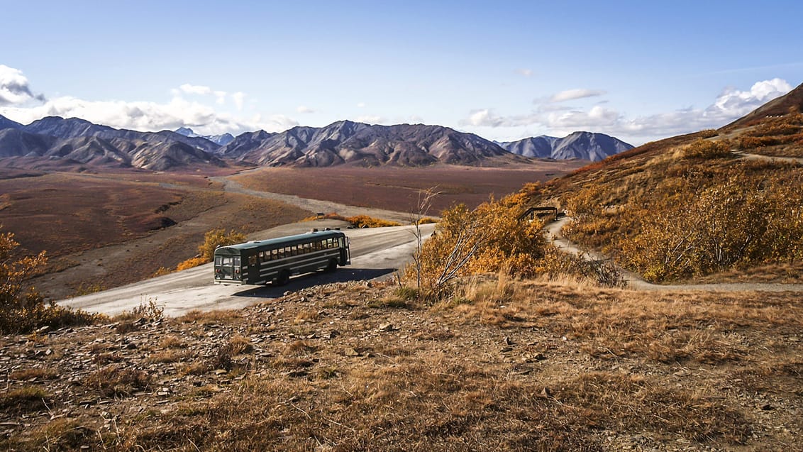 De gamle skolebusser der kører eventyrlystne på opdagelse i Denali National Park