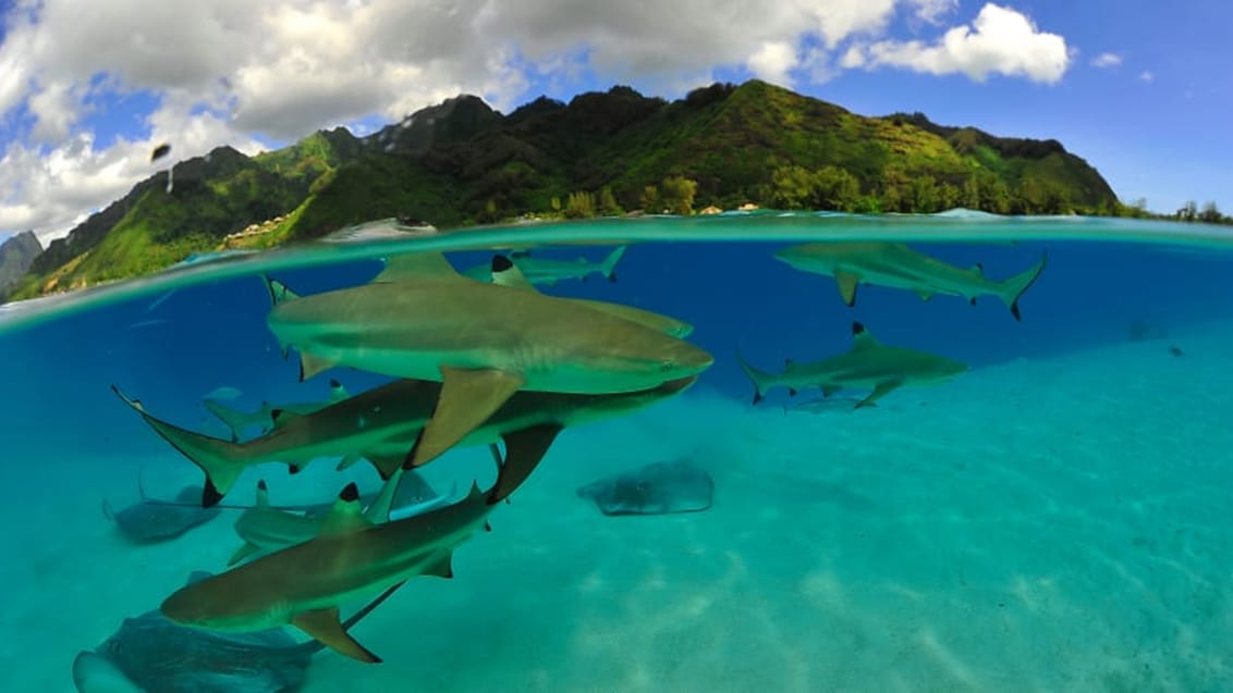 Snokling, Tahiti