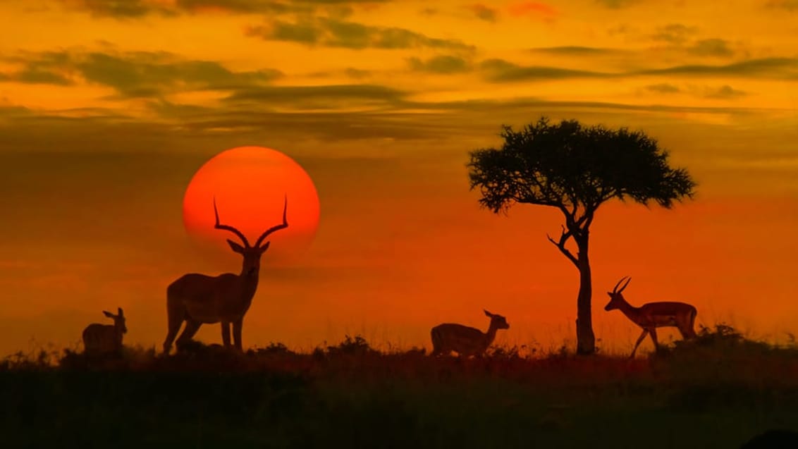 Antiloper i solnedgangen i Kruger Nationalpark