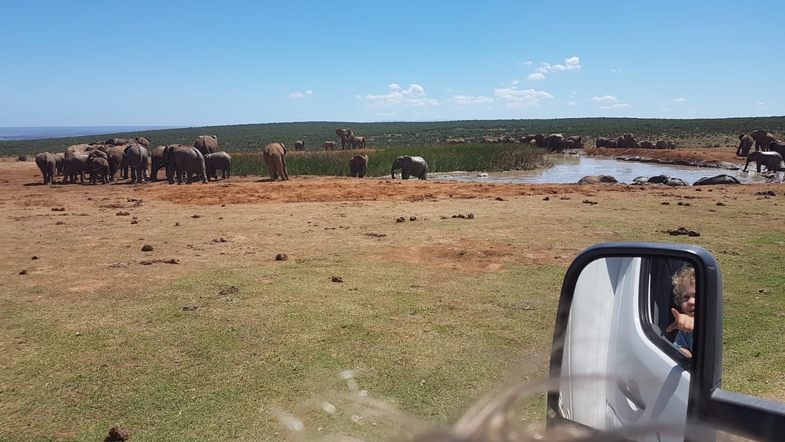 På kør-selv safari i camperen i Addo National Park