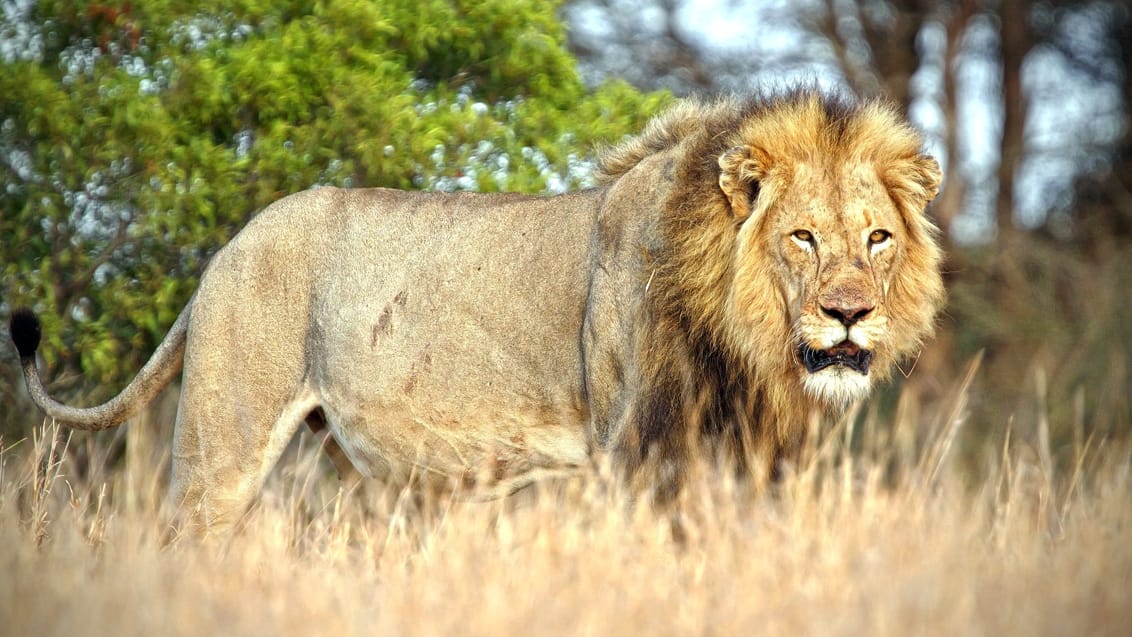 Løve i Kruger National Park
