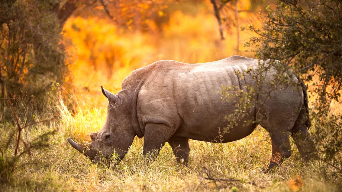 Sydafrika, næsehorn i Kruger National Park
