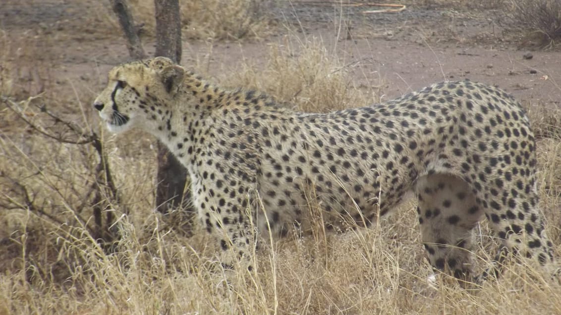 Sydafrika, Greater Kruger Safari.