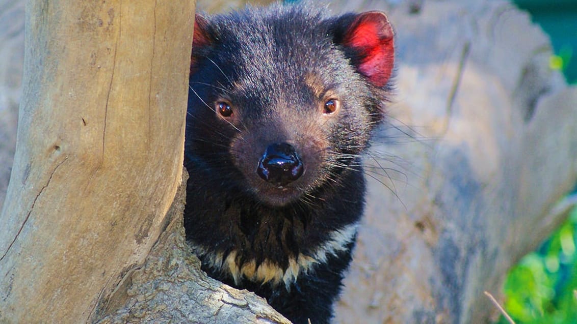 Tasmansk djævel, Tasmanien, Australien
