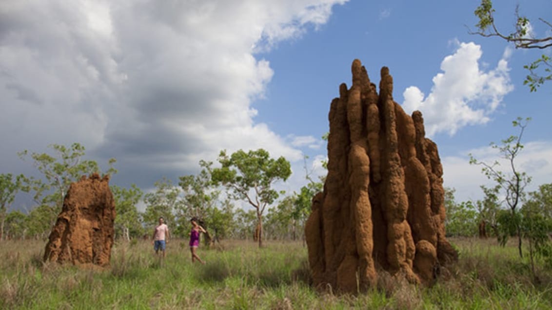 Termittuer, Kakadu