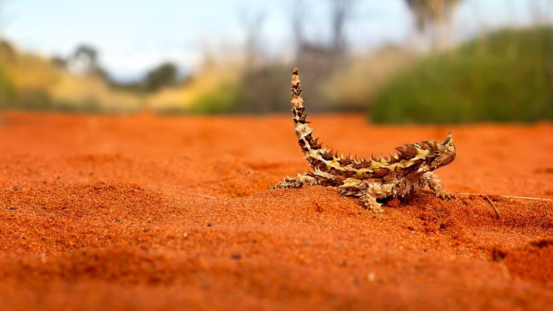 Thorny Devil, Outback, Australien