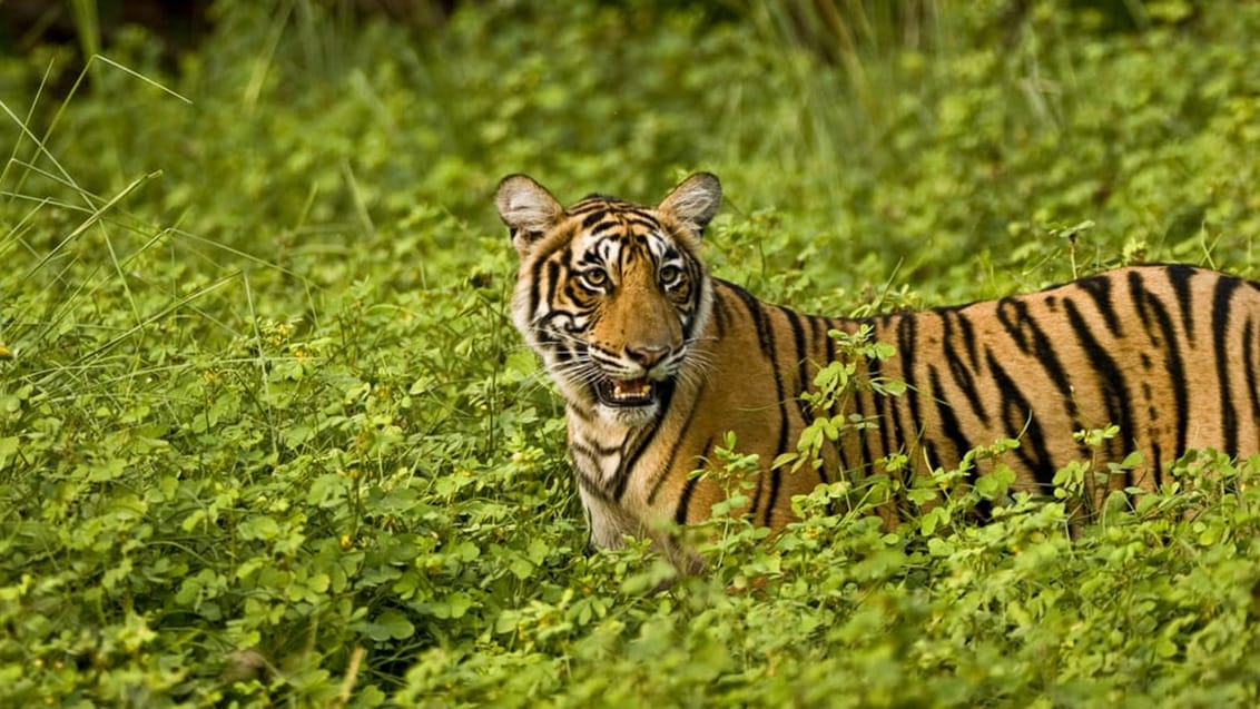 Tiger i Ranthambhore Tiger Park
