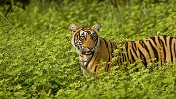 Tiger i Ranthambhore