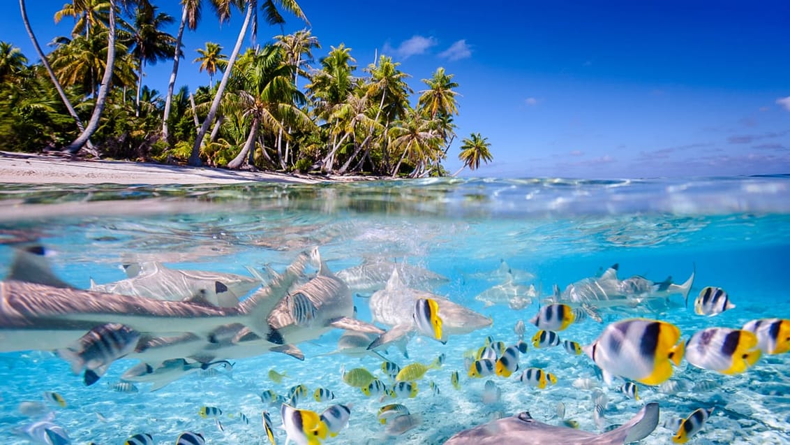 Ø-hop i Fransk Polynesien - rejse til Tahiti | Jysk Rejsebureau
