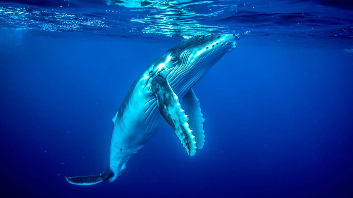 Snorkel med pukkelhvaler på Tonga fra juli-oktober