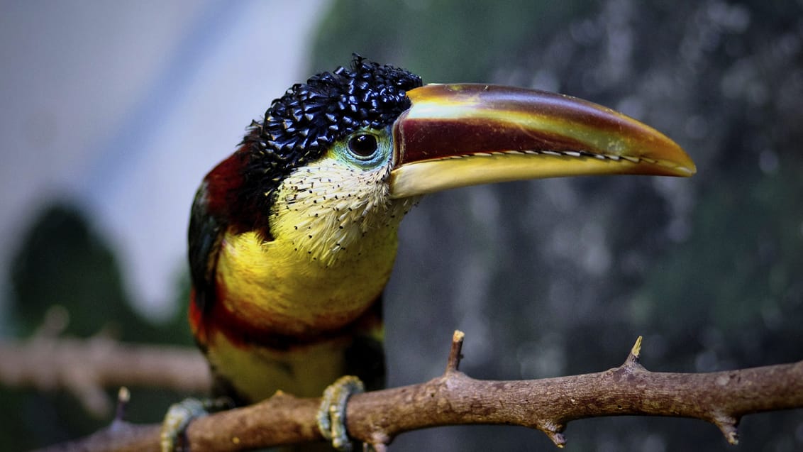 Toucan fuglen lever i Panama og Costa Rica