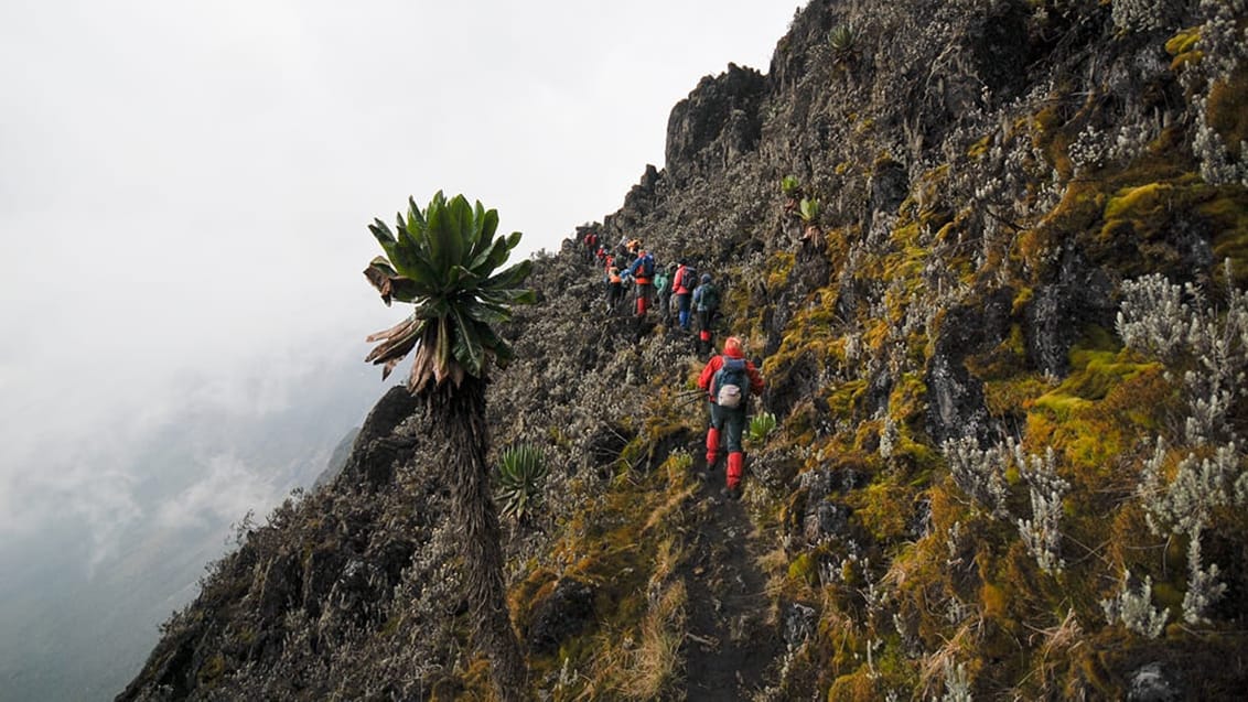 Trek i Rwenzori bjergene