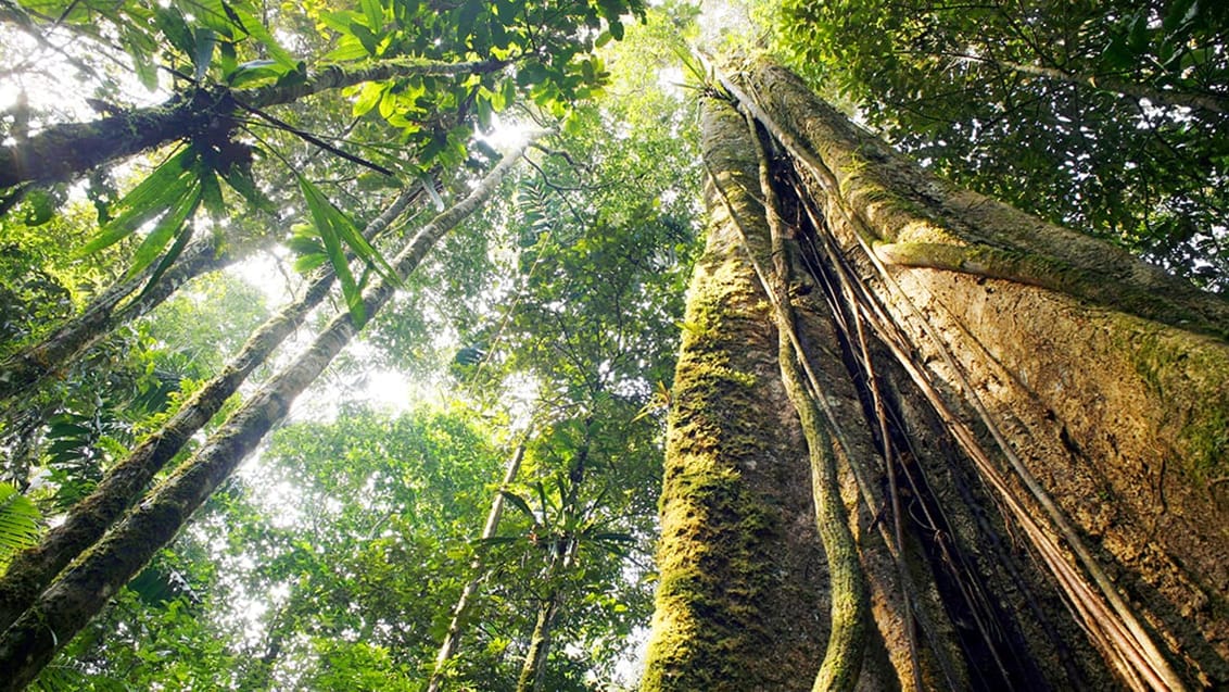 Trekkingtur i Amazonjunglen