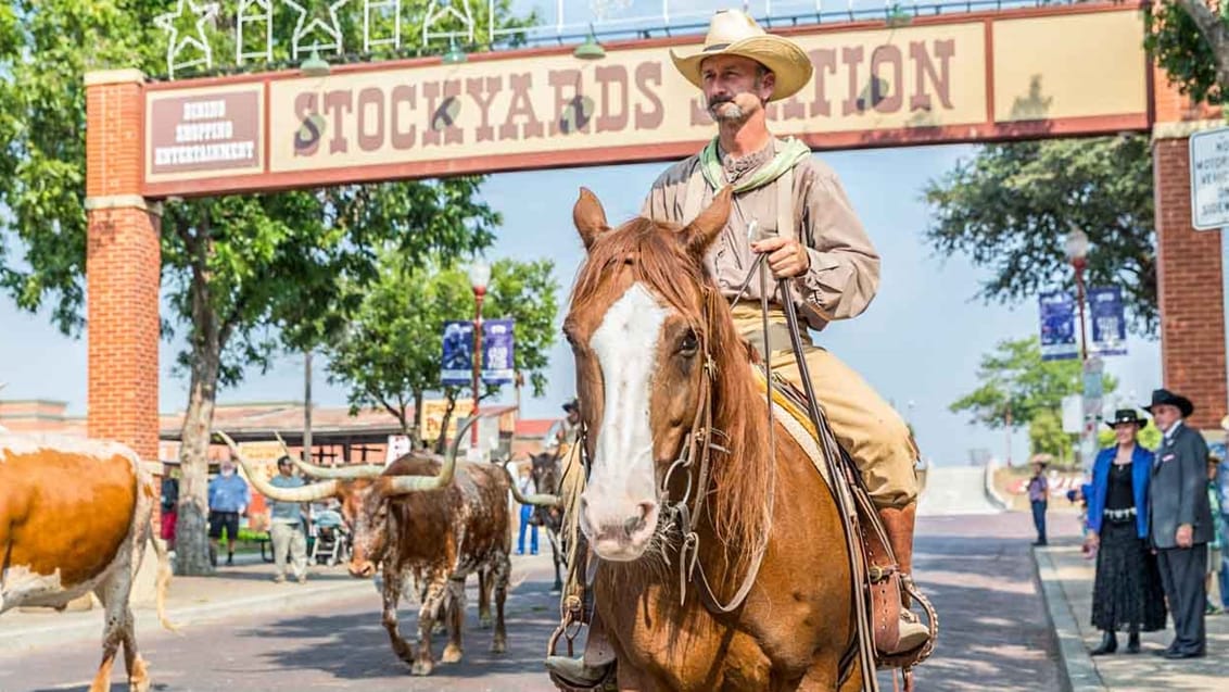 I The Stockyards (Fort Worth) drives der hver morgen og hver eftermiddag en flok Texas-longhorn-kvæg op og ned ad hovedgaden