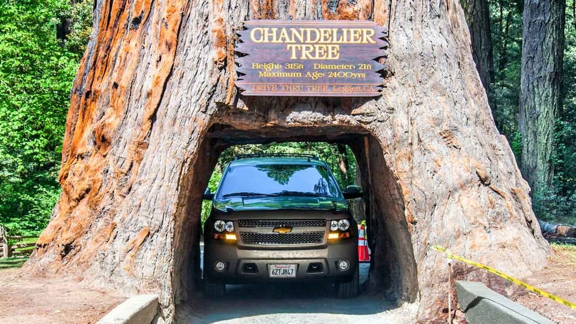 Træerne i Redwood National Park bliver over 100 meter høje træer, og flere af dem er over 1.500 år gamle