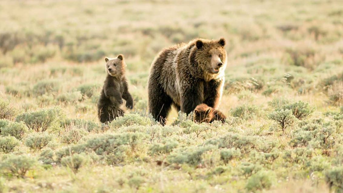 Oplev de vilde dyr i Yellowstone National Park