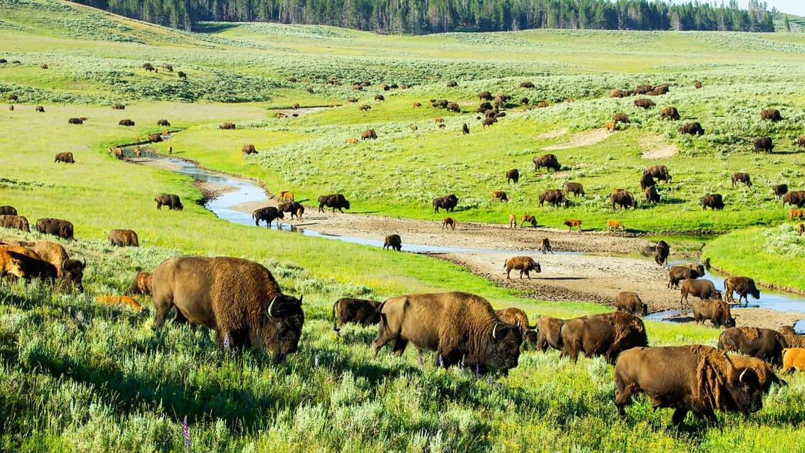 Oplev de enorme bisonflokke i Hayden Valley, Yellowstone