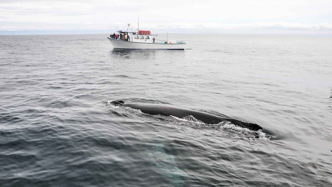 I Monterey Bay er der god mulighed for at spotte hvaler - opleves bedst på en hvalsafari i bugten