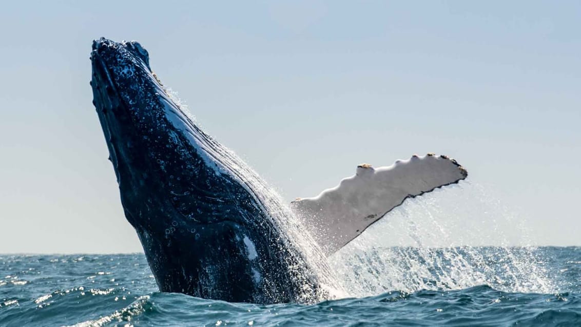I Monterey Bay er der god mulighed for at spotte hvaler - opleves bedst på en hvalsafari i bugten