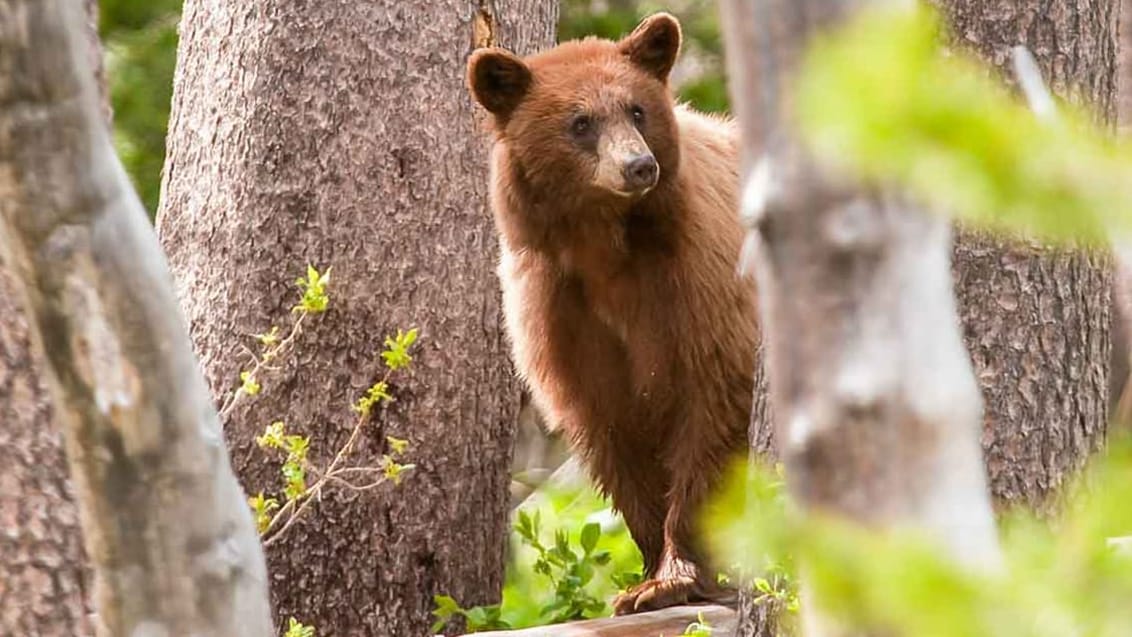 Junior ranger programmet i Yosemite er både for børn og voksne, og her kan man lære om Yosemite's dyreliv og natur