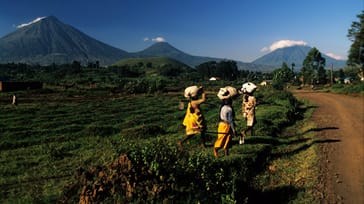 Volcanoes Nationalpark i Rwanda