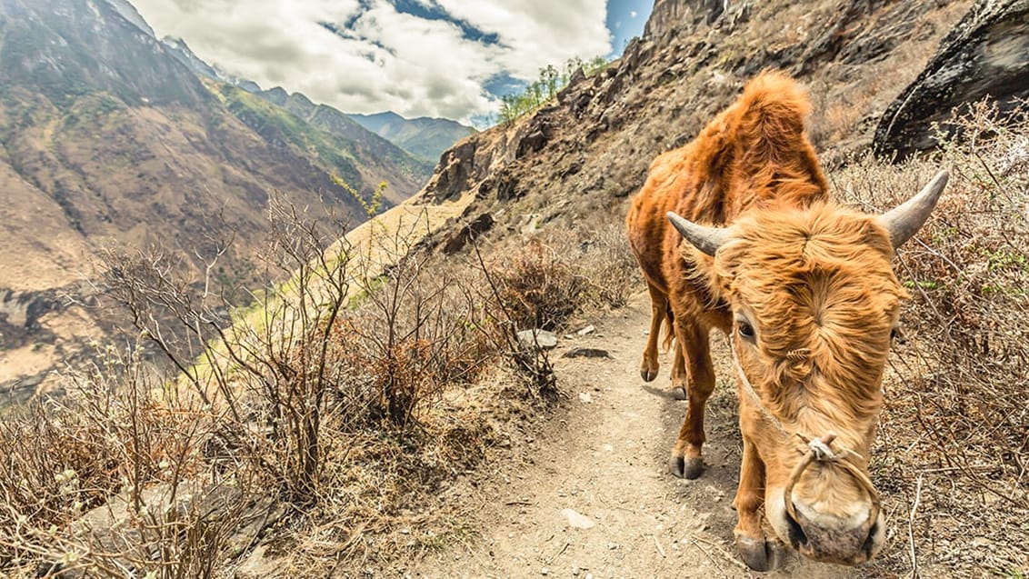 En vandretur i Tiger Leaping Gorge er et must for alle - her kommer du udenfor de mest turistede områder og igennem smuk natur og hyggelige landsbyer