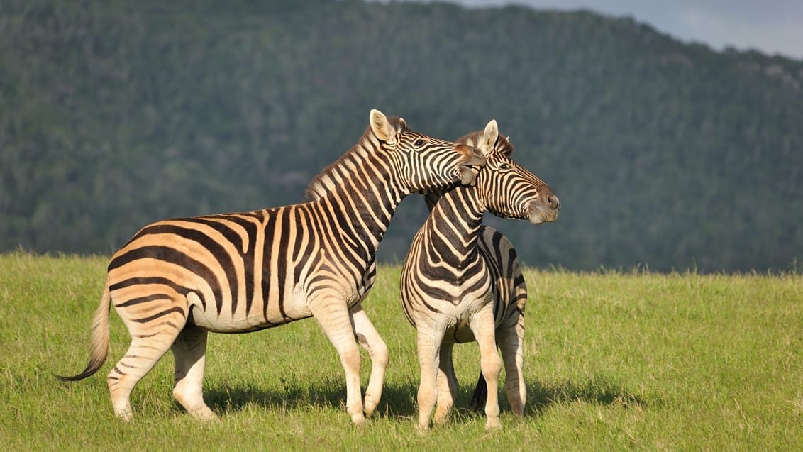 Zebraer, Kariega Game Reserve, Sydafrika