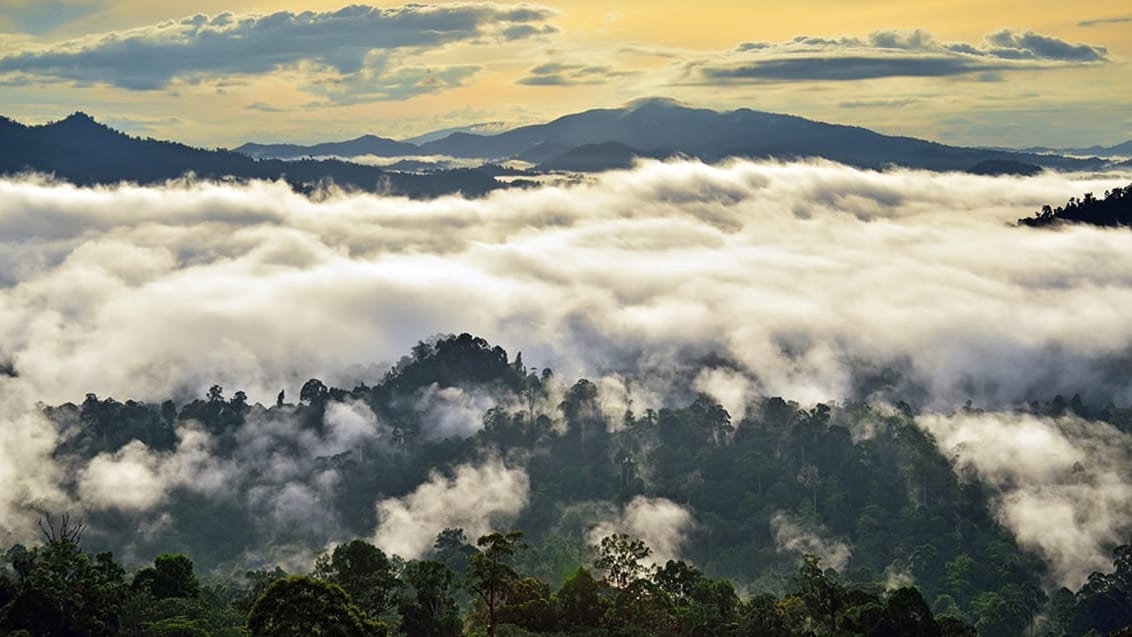 Danum Valley