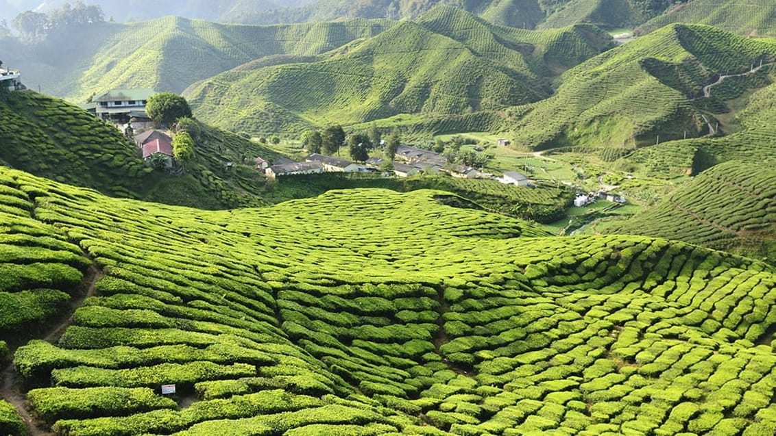 Cameron highlands